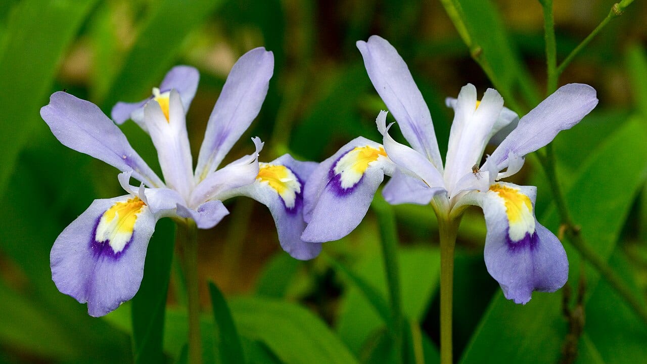Dwarf crested iris (Iris cristata)