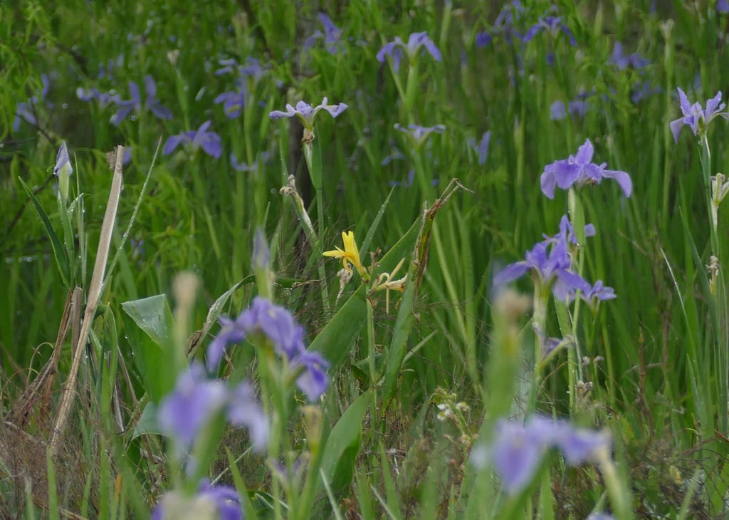 Dixie iris (Iris hexagona var. hexagona)