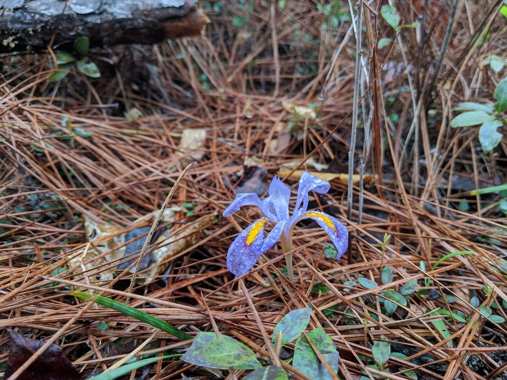 Dwarf violet iris (Iris verna var. smalliana)
