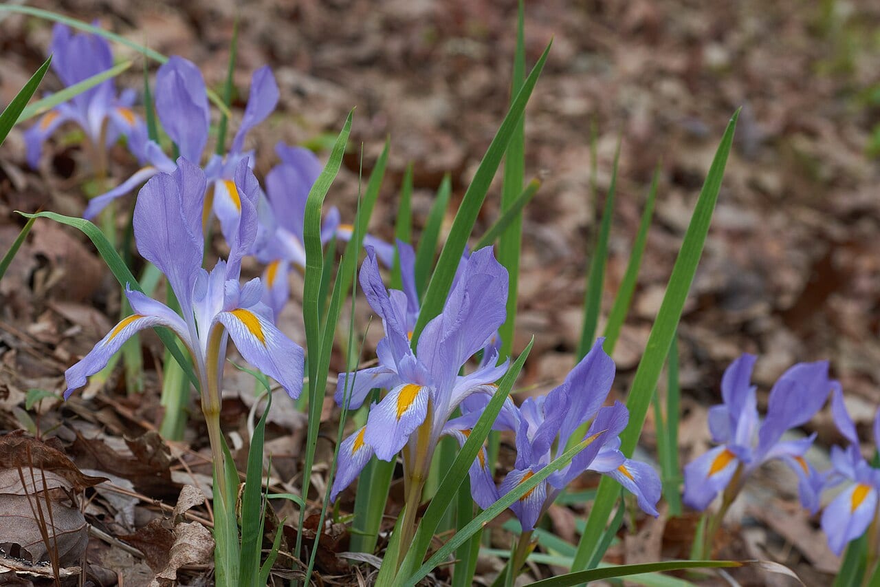 Dwarf violet iris (Iris verna)