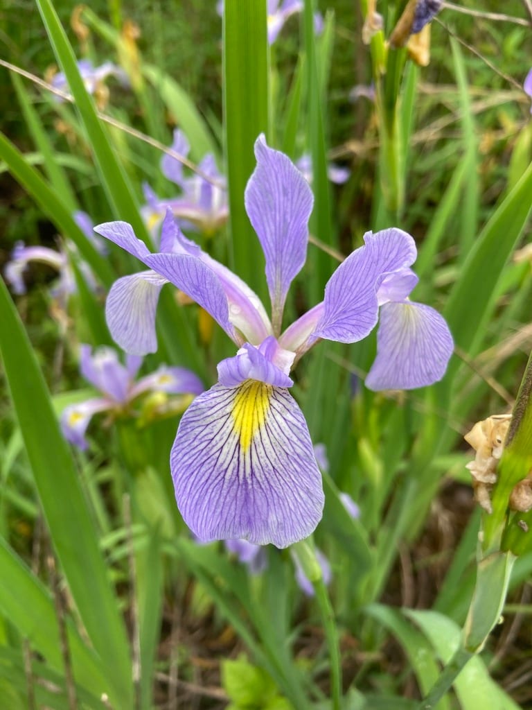 Shreve's iris (Iris virginica var. shrevei)