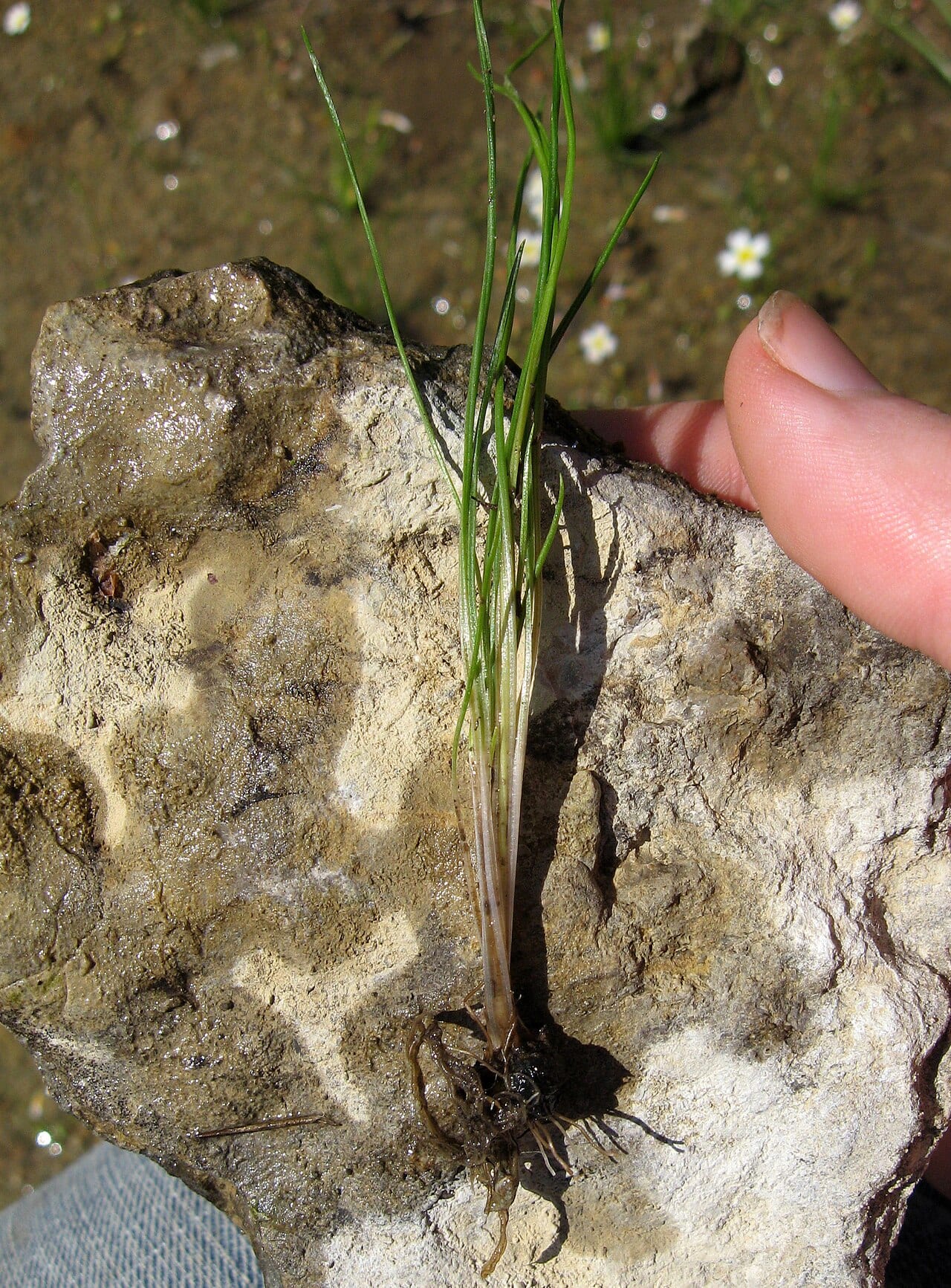 Limestone quillwort (Isoetes butleri)