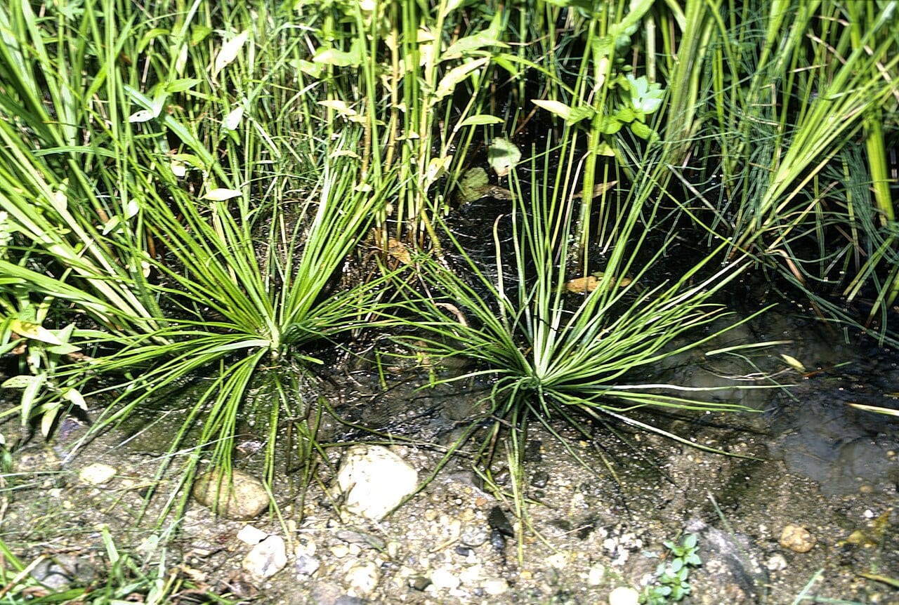 Engelmann's quillwort (Isoetes engelmannii)