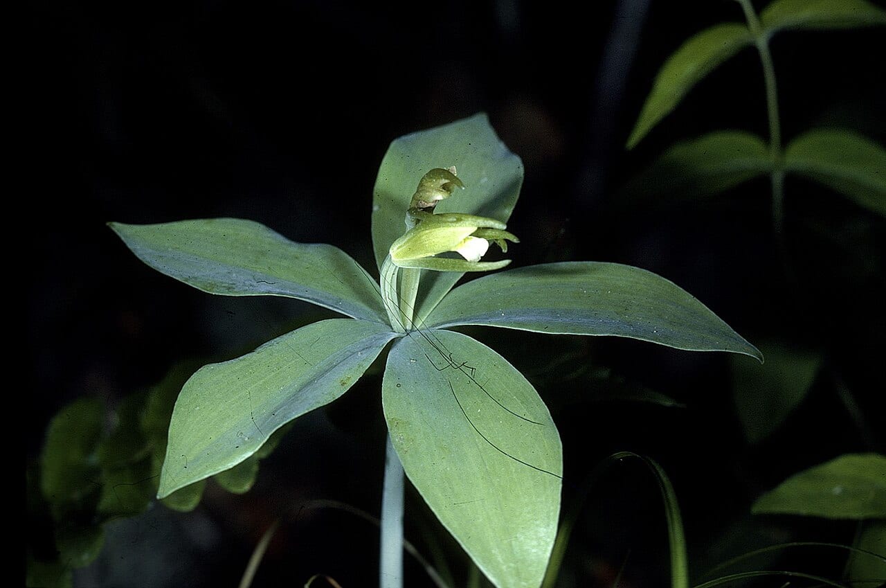 Small whorled pogonia (Isotria medeoloides)