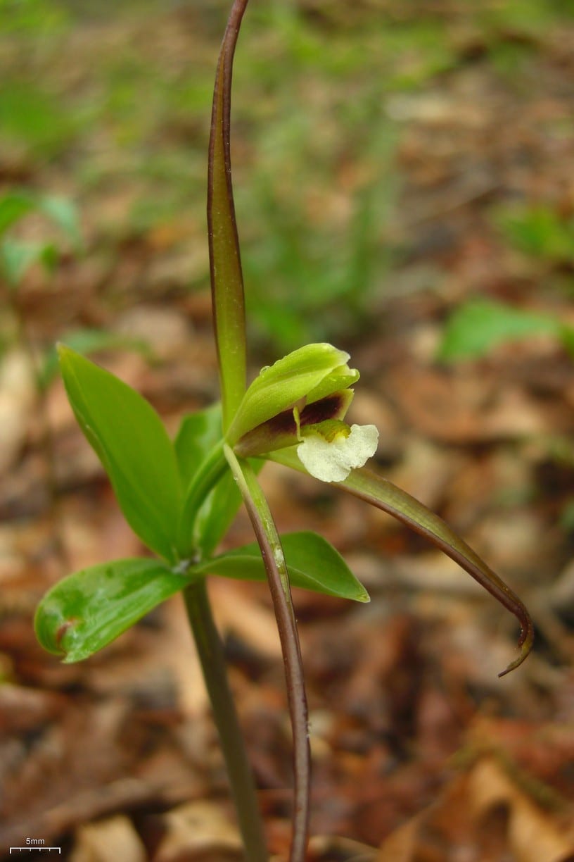 Large whorled pogonia (Isotria verticillata)