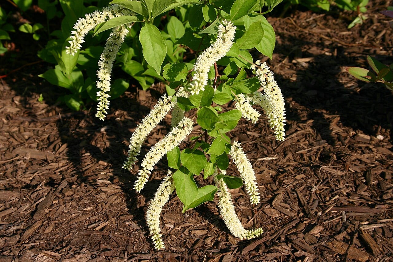 Virginia sweetspire (Itea virginica)
