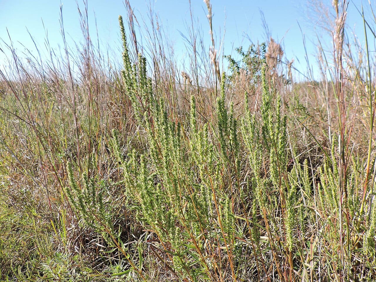 Narrowleaf marshelder (Iva angustifolia)