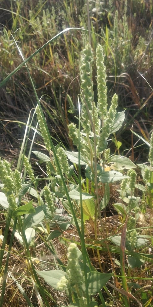 Annual marsh elder (Iva annua var. macrocarpa)