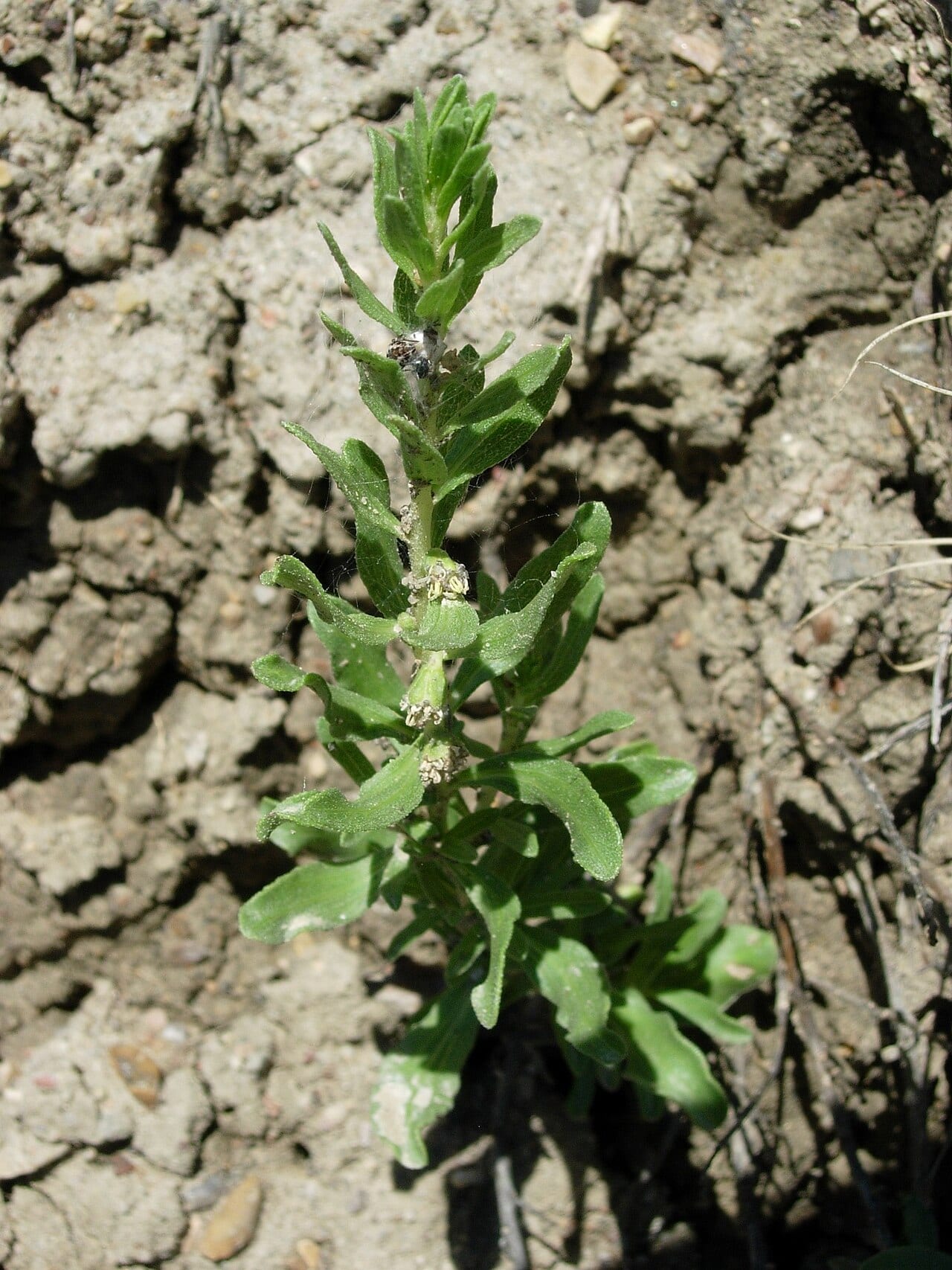 Povertyweed (Iva axillaris)