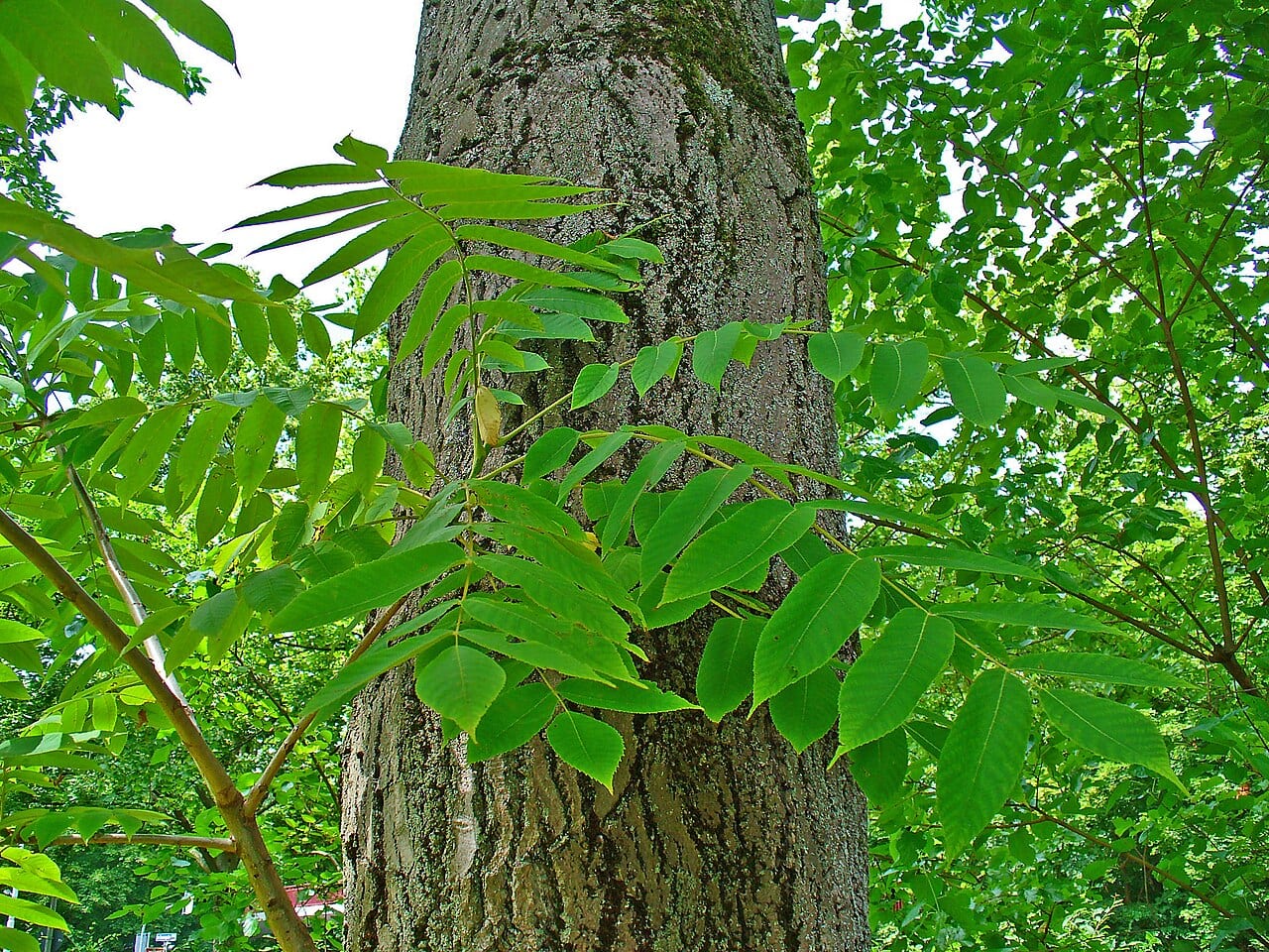 Butternut (Juglans cinerea)