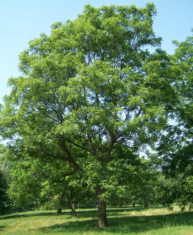 Arizona walnut (Juglans major)