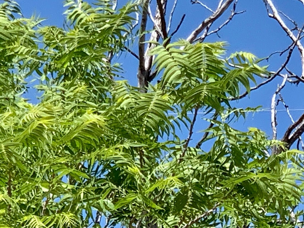 Little walnut (Juglans microcarpa var. microcarpa)