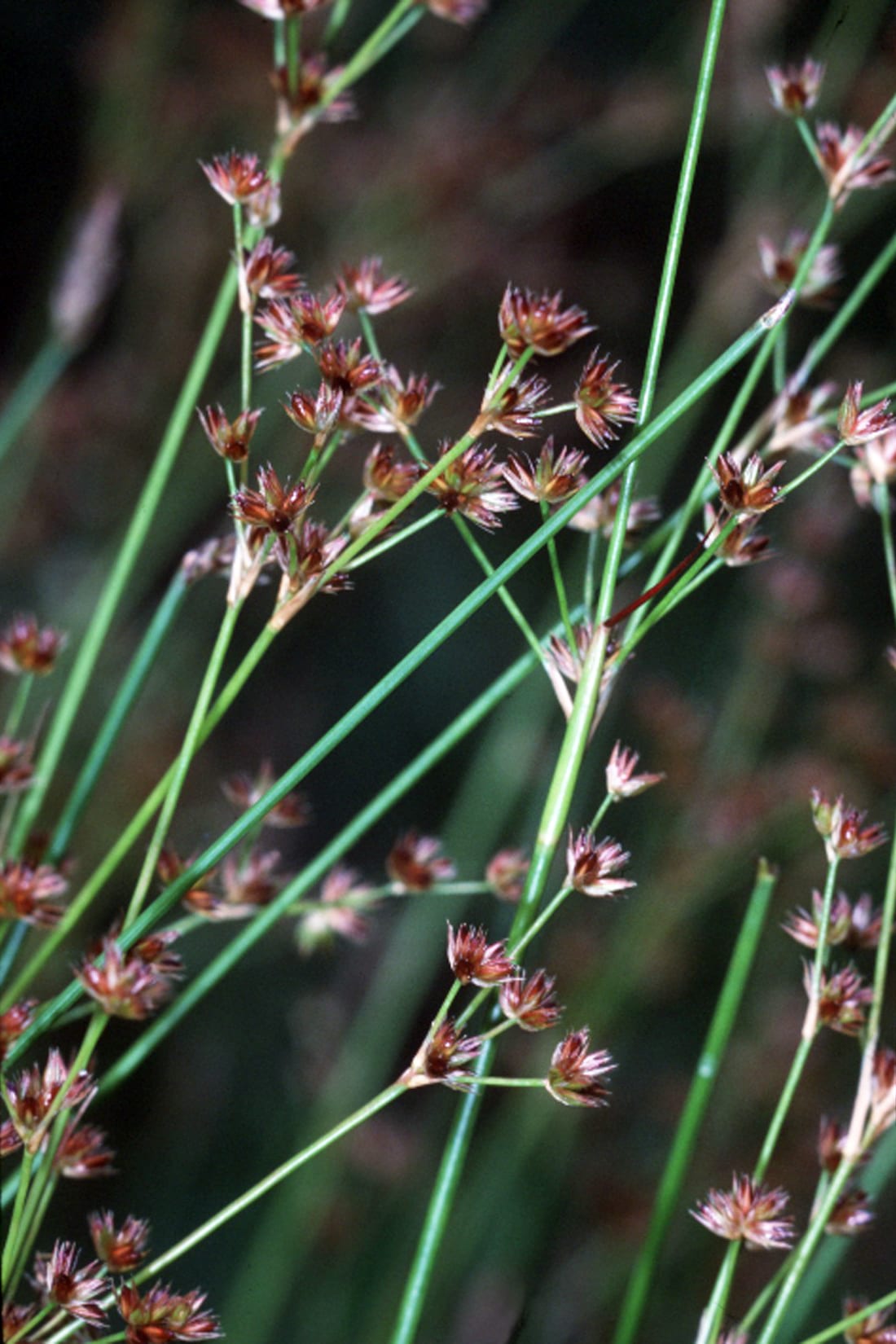 Tapertip rush (Juncus acuminatus)