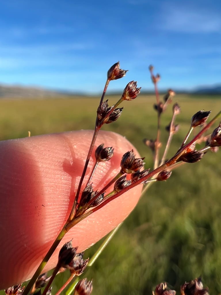 Northern green rush (Juncus alpinoarticulatus ssp. nodulosus)