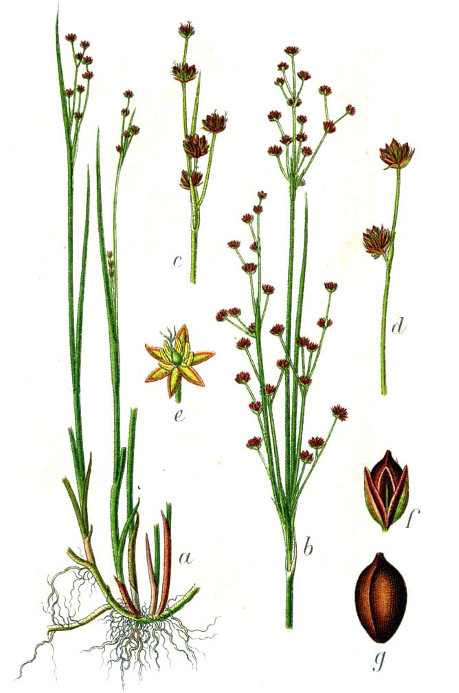 Northern green rush (Juncus alpinoarticulatus)