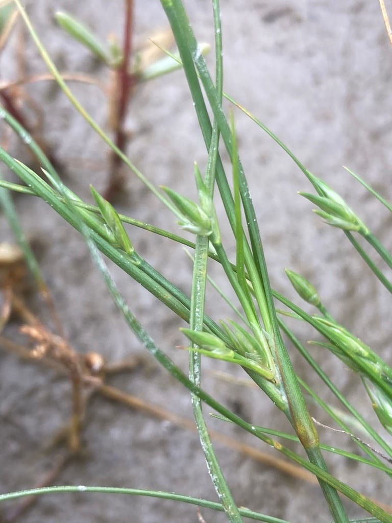 Seaside rush (Juncus ambiguus)