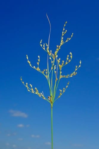 Greater poverty rush (Juncus anthelatus)