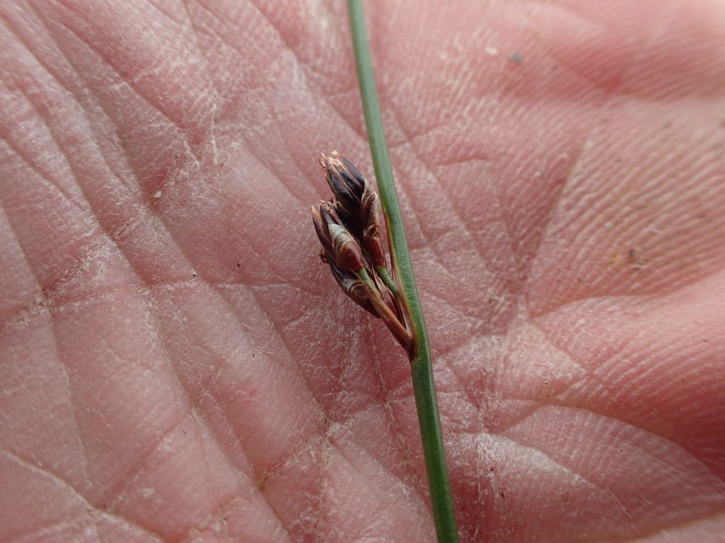 Baltic rush (Juncus arcticus ssp. littoralis)