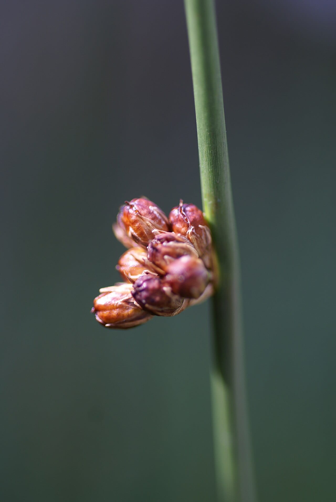 Arctic rush (Juncus arcticus)