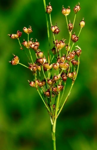 Bog rush (Juncus biflorus)