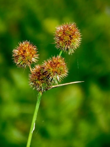 Whiteroot rush (Juncus brachycarpus)