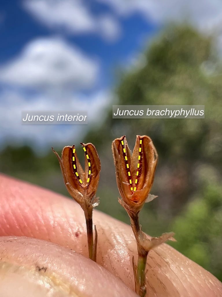 Short-leaf rush (Juncus brachyphyllus)