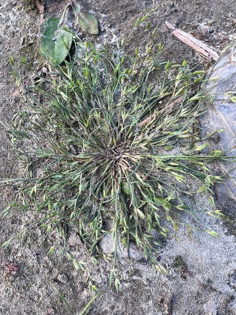 Toad rush (Juncus bufonius var. bufonius)