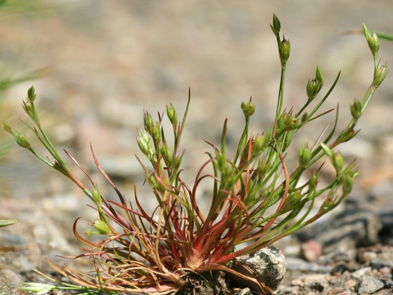 Toad rush (Juncus bufonius)
