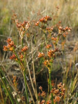 Canadian rush (Juncus canadensis)