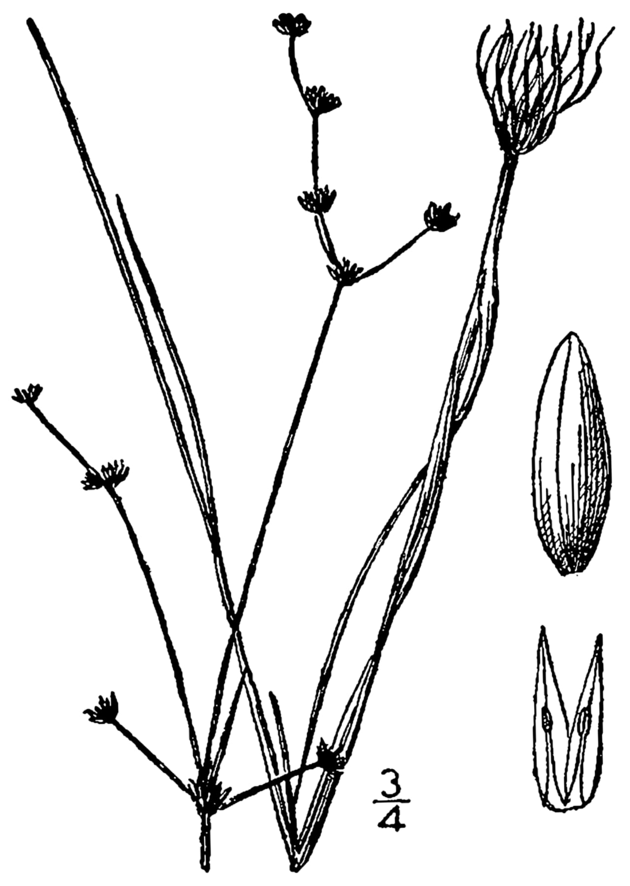 Weak rush (Juncus debilis)