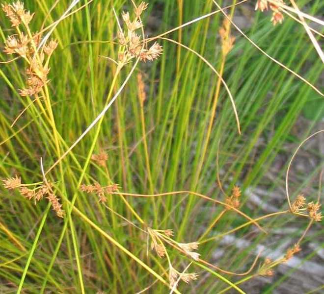 Dudley's rush (Juncus dudleyi)
