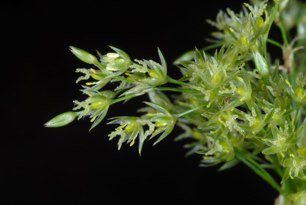 Lamp rush (Juncus effusus ssp. solutus)