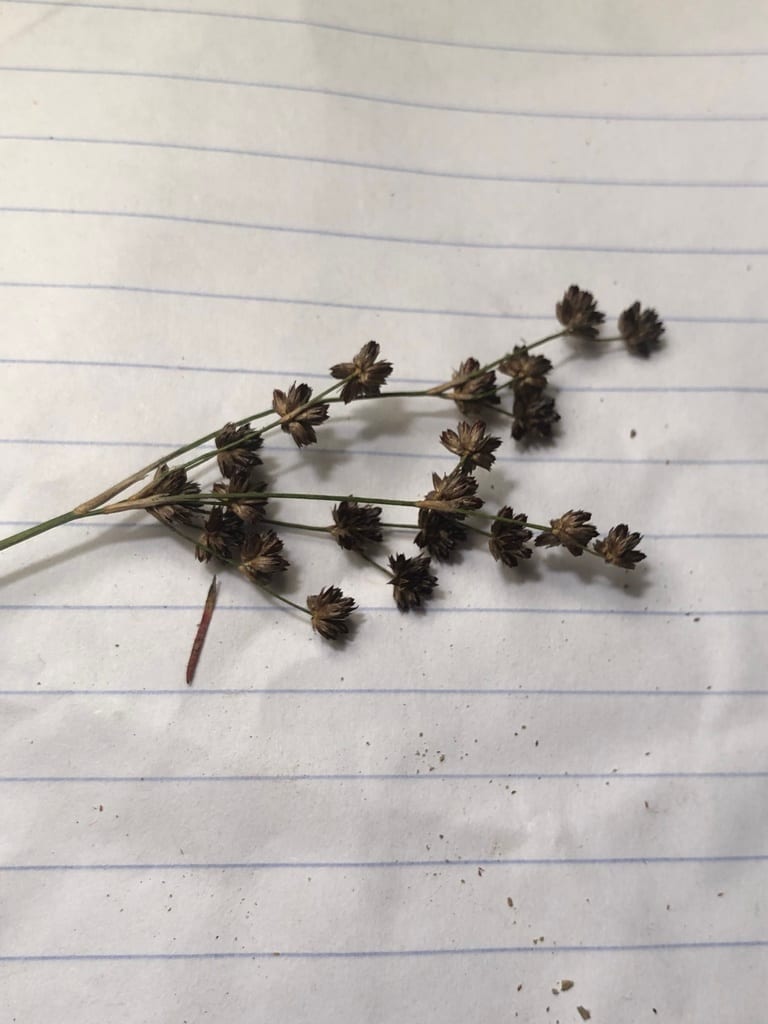 Elliott's rush (Juncus elliottii)