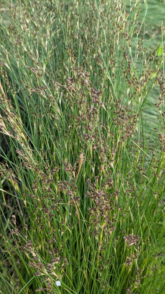 Saltmeadow rush (Juncus gerardii var. gerardii)