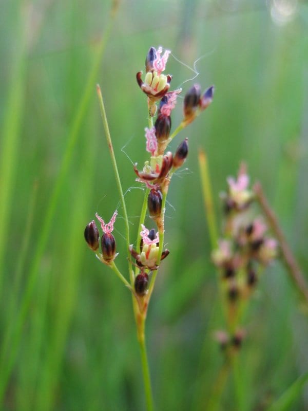 Saltmeadow rush (Juncus gerardii)