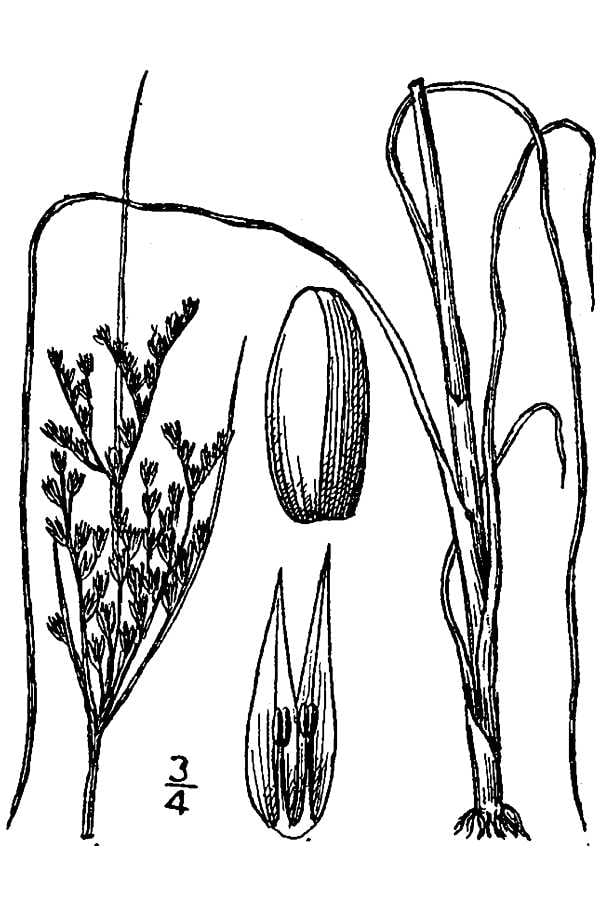 Inland rush (Juncus interior)