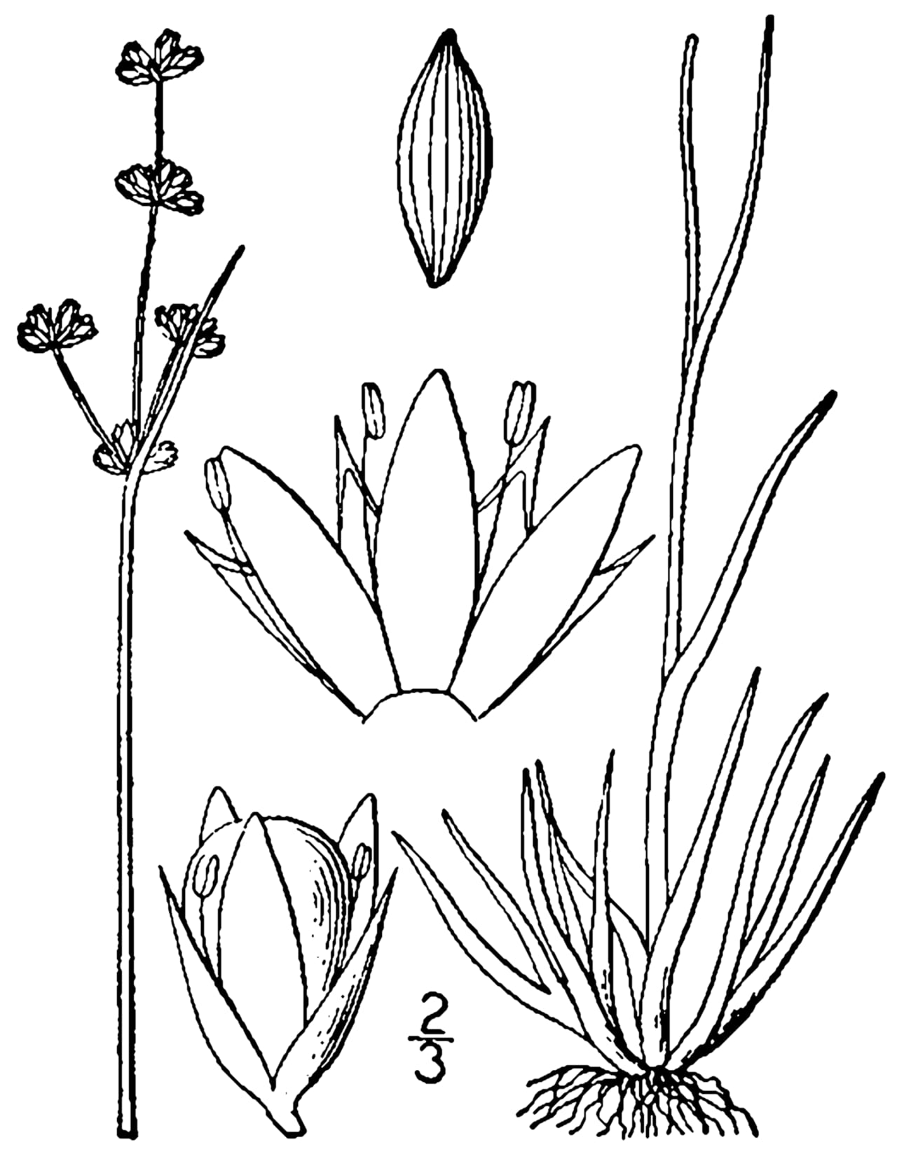 Grassleaf rush (Juncus marginatus)