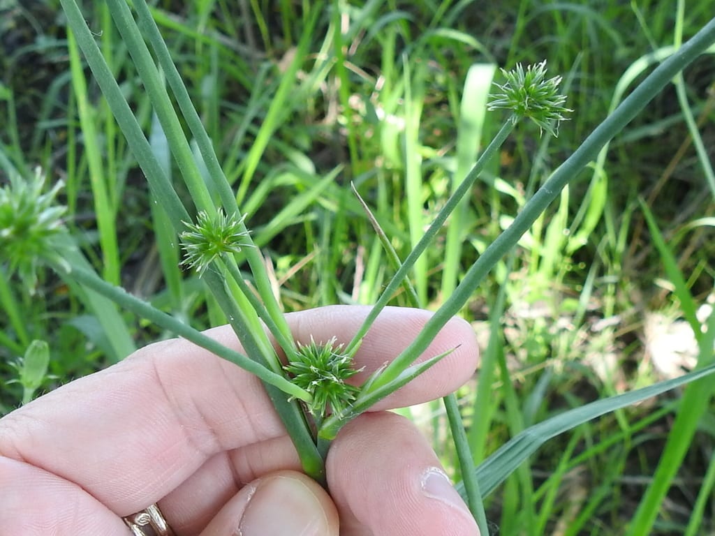 Stout rush (Juncus nodatus)