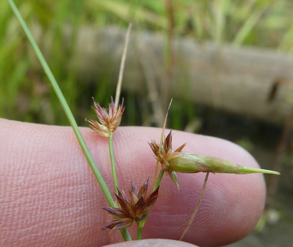 Knotted rush (Juncus nodosus var. nodosus)