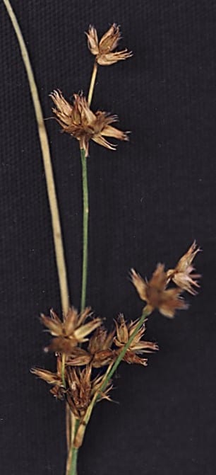 Knotted rush (Juncus nodosus)