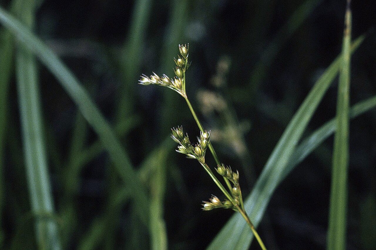 Lopsided rush (Juncus secundus)