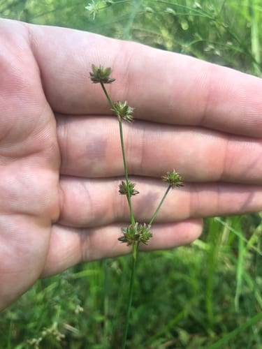 Woodland rush (Juncus subcaudatus)