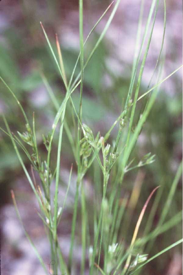 Poverty rush (Juncus tenuis)