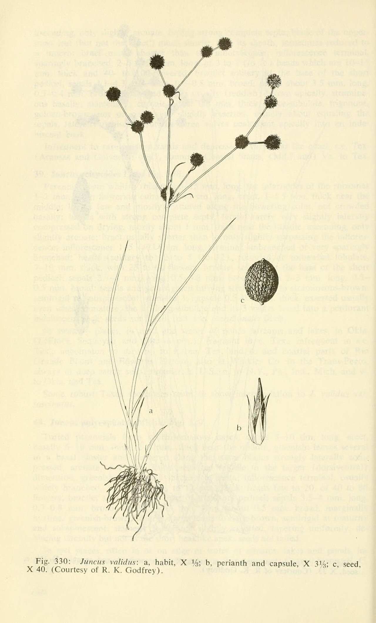 Roundhead rush (Juncus validus)