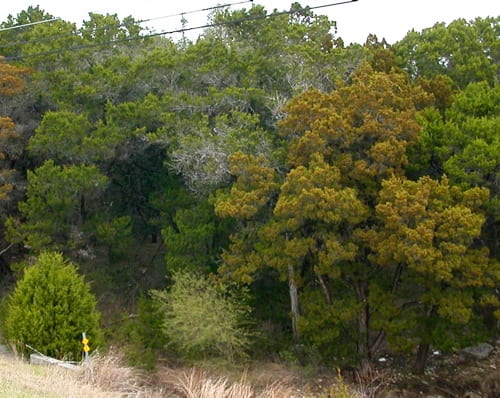 Ashe juniper (Juniperus ashei)
