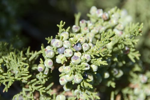 Oneseed juniper (Juniperus monosperma var. monosperma)