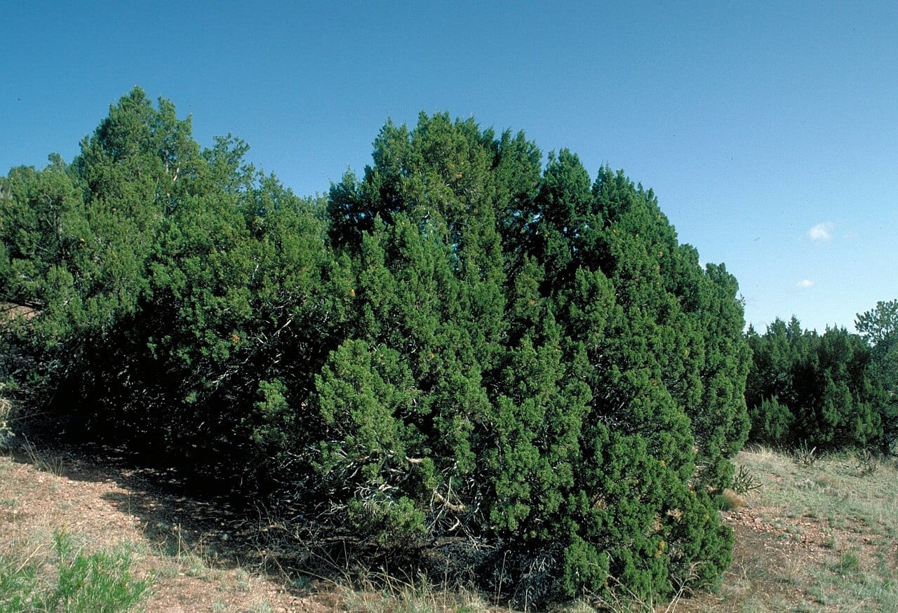 Oneseed juniper (Juniperus monosperma)