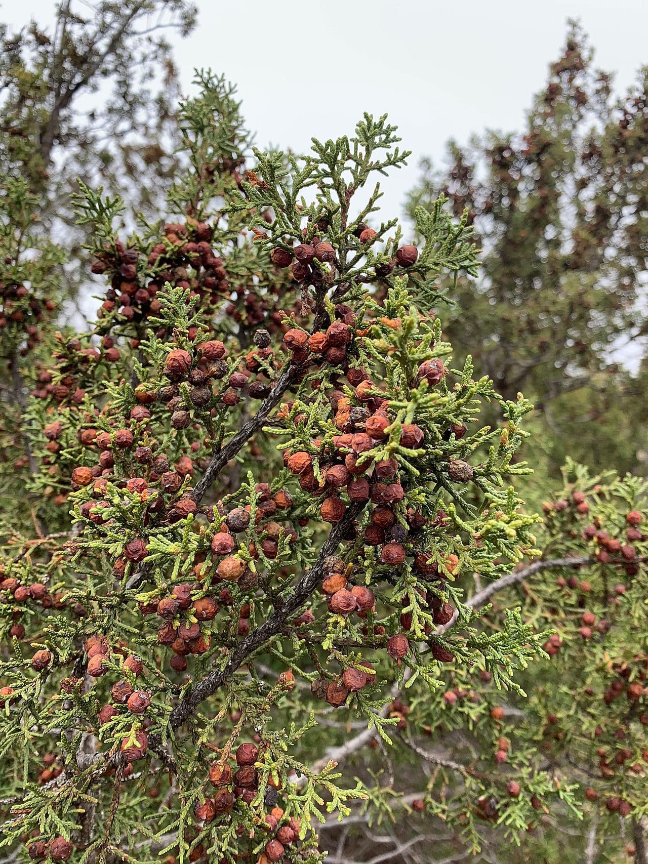 Pinchot's juniper (Juniperus pinchotii)