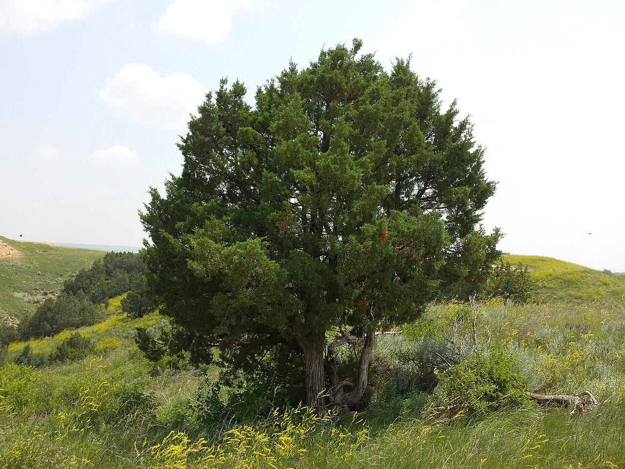 Rocky mountain juniper (Juniperus scopulorum)