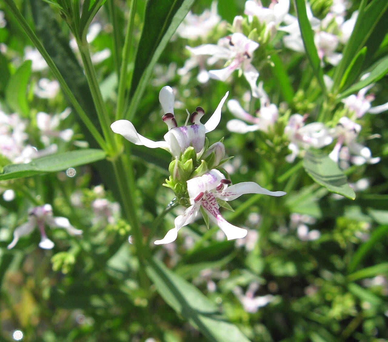 American water-willow (Justicia americana)